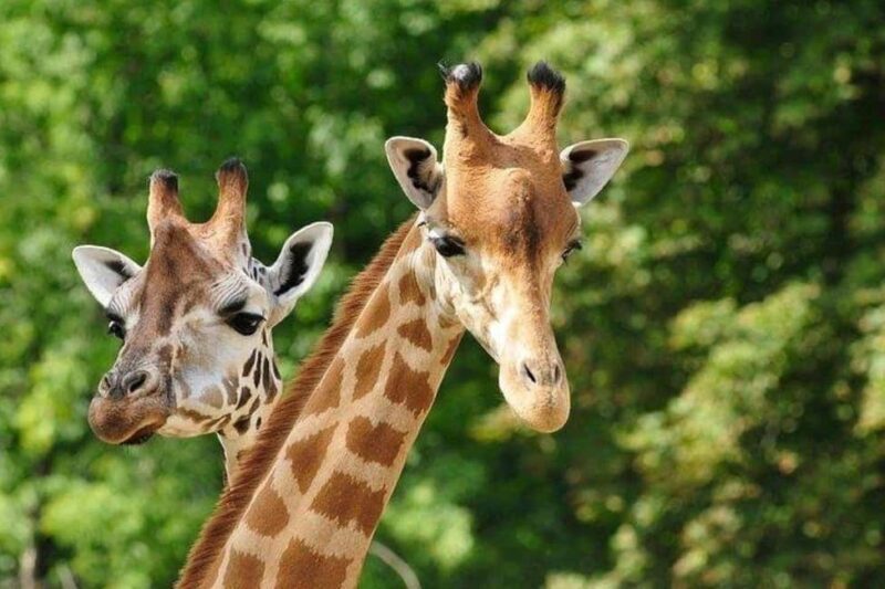 DAY TOUR: DAVID SHELDRICK ELEPHANT TRUST & GIRAFFE CENTER - FAQ