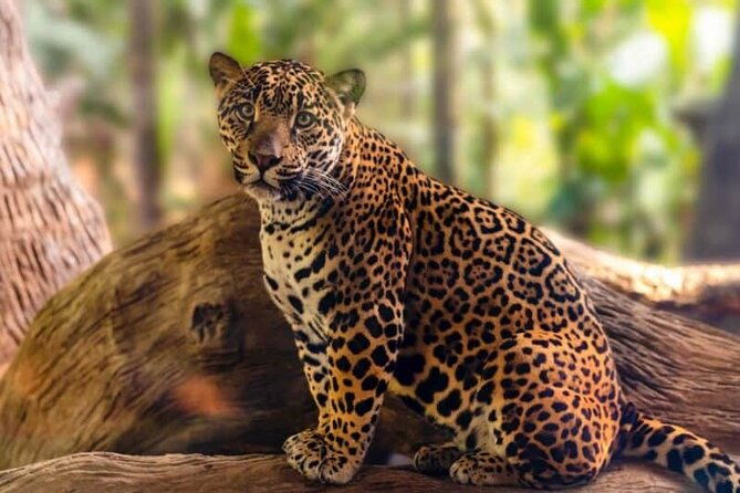 day-tour-doka-estate-poas-volcano-and-la-paz-waterfalls