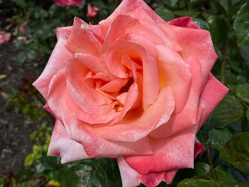 Day Tour from Dublin: Wicklow Best Gardens and Countryside - Final Thoughts: Who Will Love This Tour?