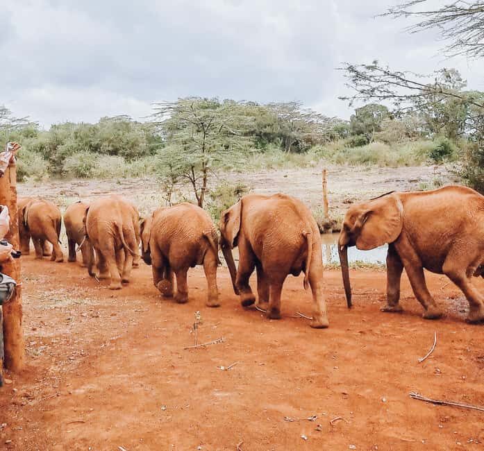 Day Tour: Giraffe Center,Elephant Orphanage& Carnivore Lunch - Key Points