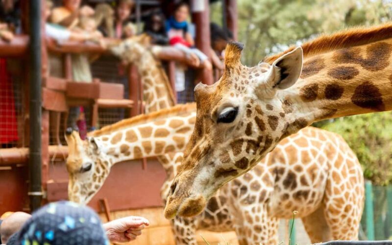 Day Tour: Giraffe Center,Elephant Orphanage& Carnivore Lunch - An Introduction to the Tour Experience