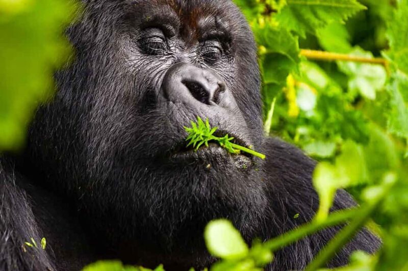 Day tour Gorilla Trekking with Lunch - Extra Insights from Reviews and Local Knowledge