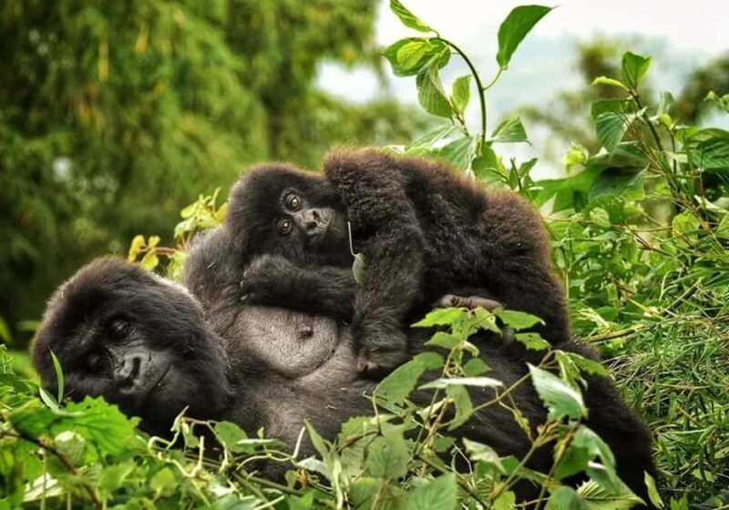 Day tour Gorilla Trekking with Lunch - Final Thoughts: Is It Worth It?