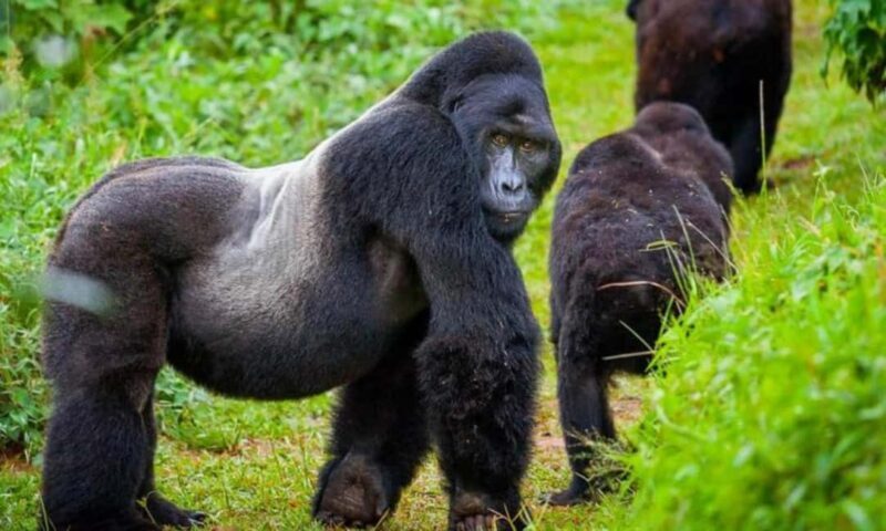 Day tour Gorilla Trekking with Lunch - FAQ