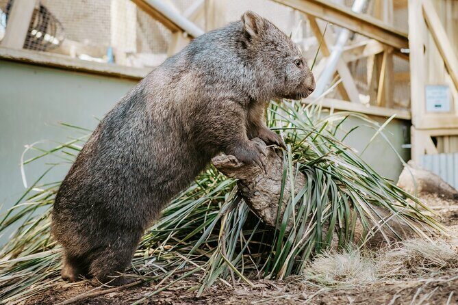 Day Tour in Mt. Field, Mt. Wellington, Bonorong Wildlife Sanctuary and Richmond - FAQs