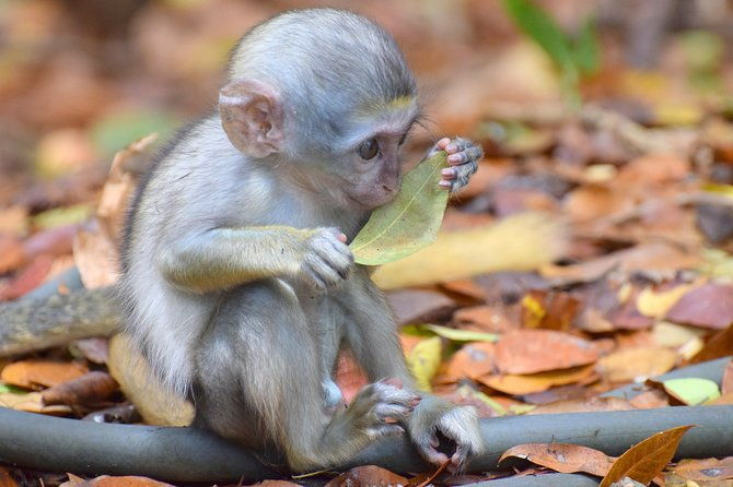 day-tour-including-harrisons-cave-st-nicholas-lunch-and-monkeys