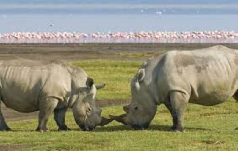 Day tour Lake Nakuru Park & optional boat ride on L.Naivasha - Key Points