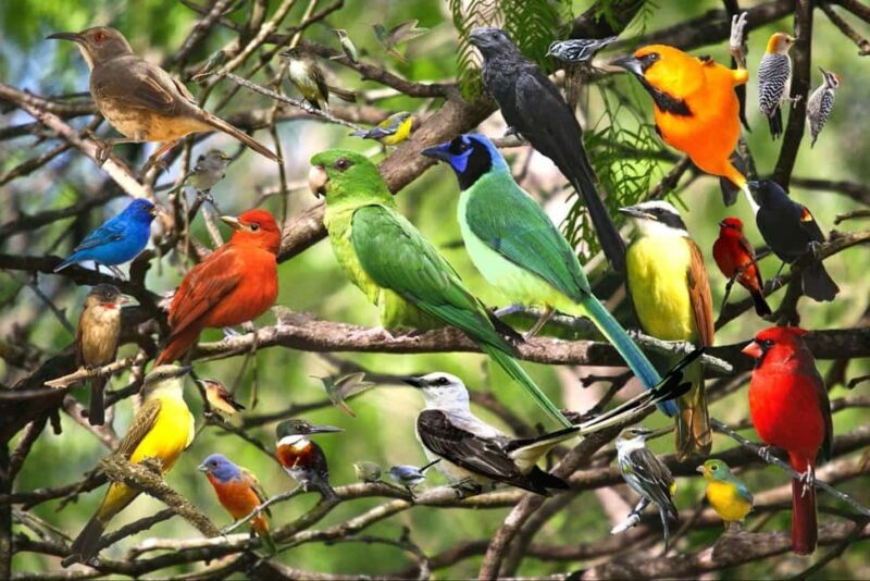 Day tour Lake Nakuru Park & optional boat ride on L.Naivasha - The Itinerary: What to Expect on Your Day of Exploration