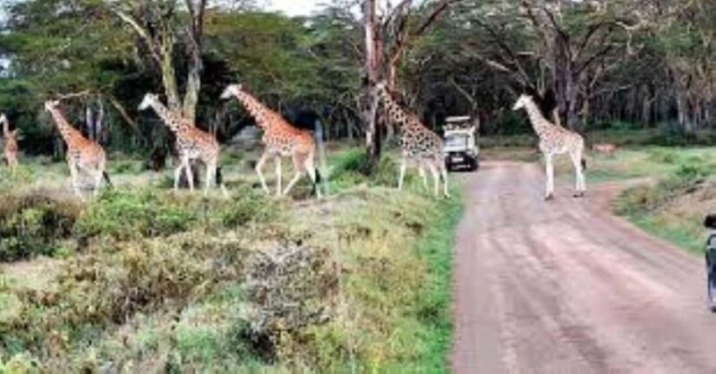 Day tour Lake Nakuru Park & optional boat ride on L.Naivasha - Practical Tips for Making the Most of Your Day