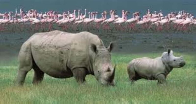 Day tour Lake Nakuru Park & optional boat ride on L.Naivasha - Who Will Love This Tour?