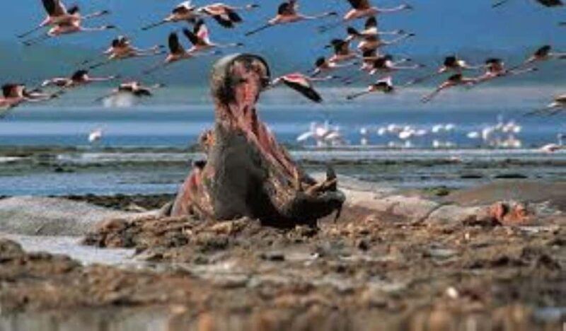 Day tour Lake Nakuru Park & optional boat ride on L.Naivasha - The Sum Up: Is This Tour Worth It?