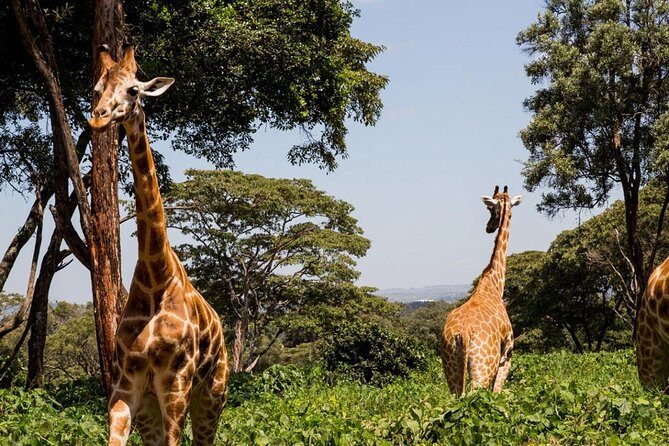 Day Tour Nairobi Museum, Giraffe Centre & Nairobi National Park - Detailed Breakdown of Each Stop