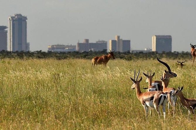 Day Tour Nairobi Museum, Giraffe Centre & Nairobi National Park - Authentic Experiences and Insights