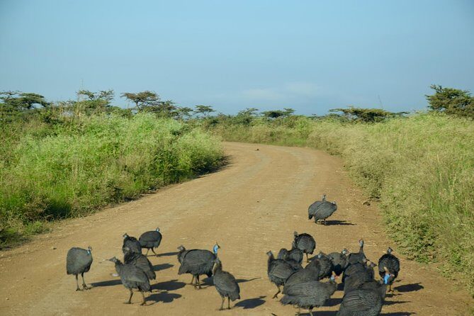 Day Tour Nairobi National Park - Key Points