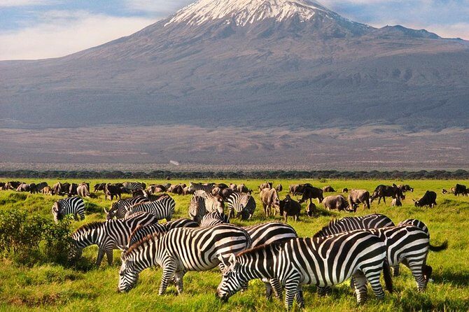 Day Tour Nairobi National Park - Practical Details and Considerations