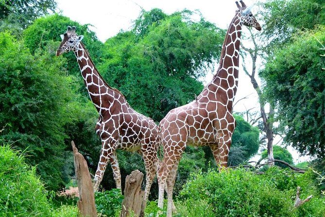 Day Tour Nairobi National Park - FAQ