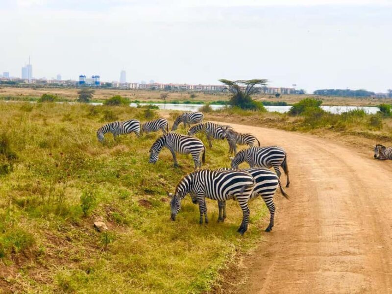 Day Tour Nairobi National Park, Elephant and Giraffe center - Key Points