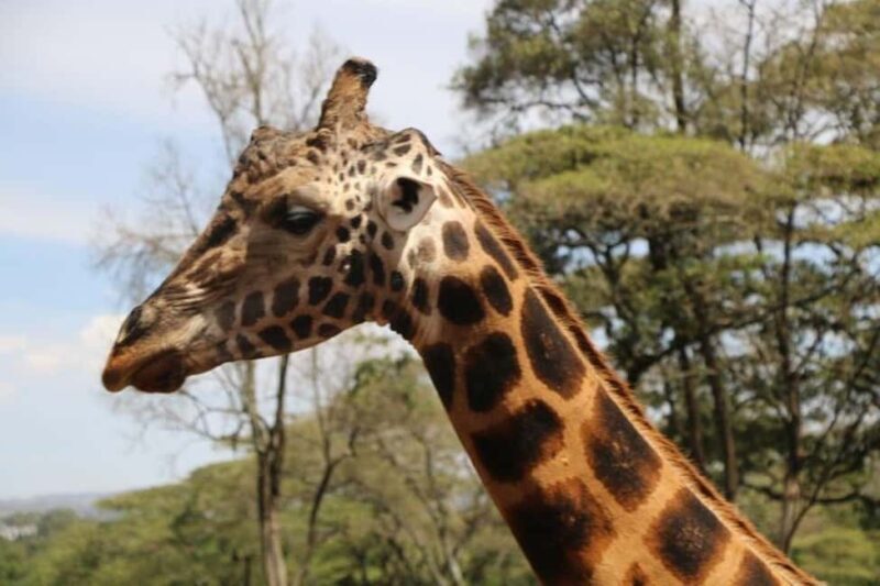 Day Tour Nairobi National Park, Elephant and Giraffe center - Why Choose This Tour?