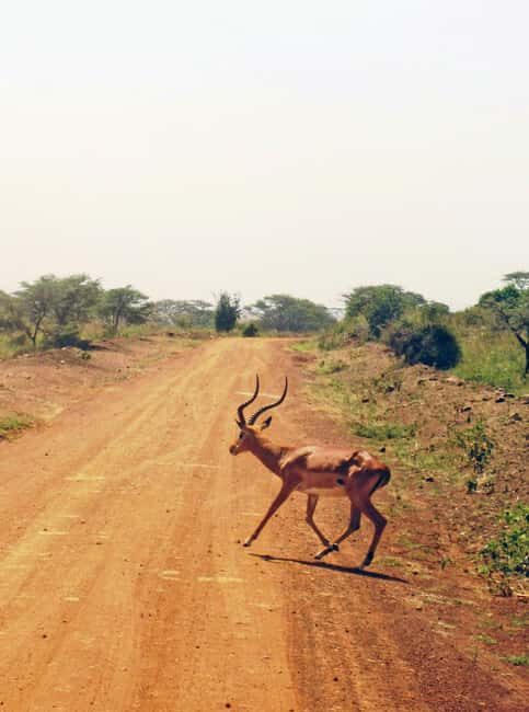 Day Tour Nairobi National Park, Elephant and Giraffe center - Final thoughts
