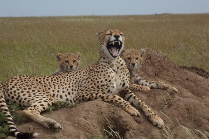 Day Tour: Ngorongoro Conservation Area - Itinerary Breakdown: What to Expect from Day 1 and Day 2