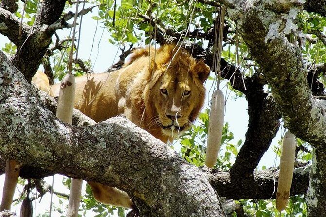 Day Tour: Ngorongoro Conservation Area - The Wildlife and Scenery: What You’re Likely to See