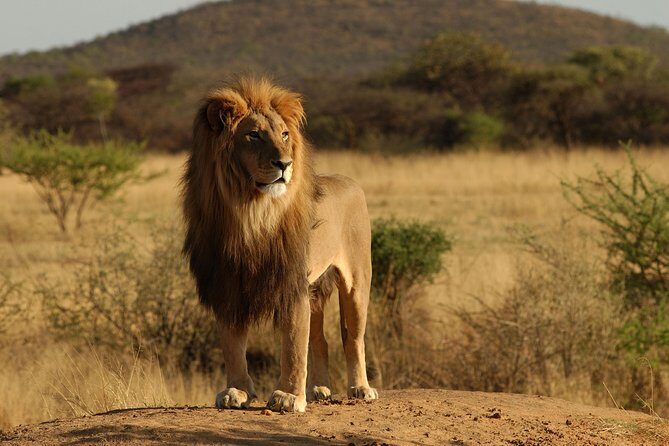 Day Tour: Ngorongoro Conservation Area - Tips for Making the Most of Your Safari