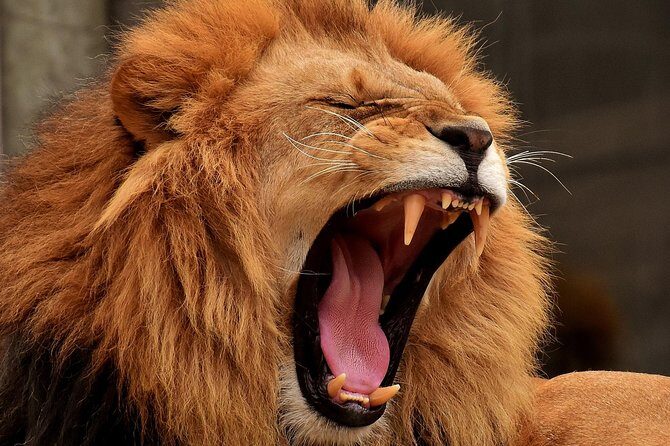 Day Tour: Ngorongoro Conservation Area - Who Should Book This Tour?