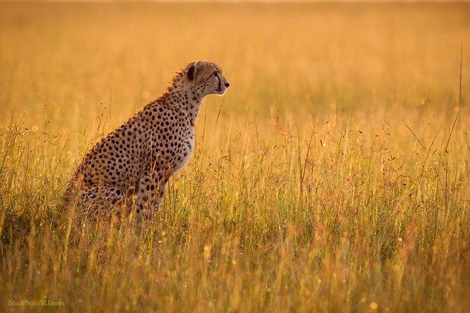 Day Tour: Ngorongoro Conservation Area - Frequently Asked Questions
