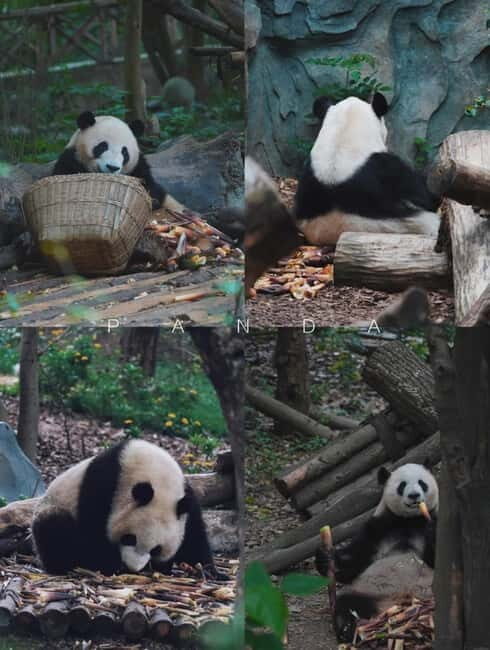 Day Tour of Chengdu & Panda Research Base - The Itinerary in Detail