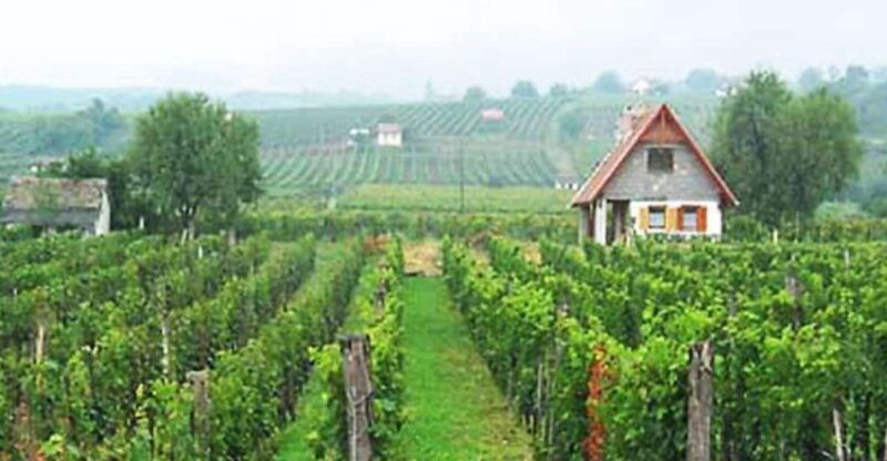 day-tour-of-pecs-and-with-villany-with-wine-tasting