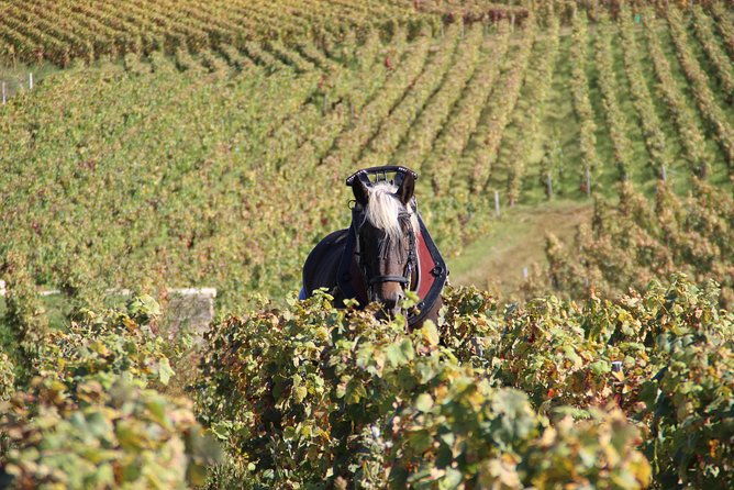 day-tour-of-the-grands-crus-vineyards-of-burgundy