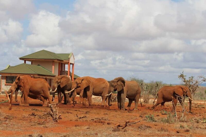 Day Tour of Tsavo East National Park from Mombasa/Diani - What to Expect on the Day Tour of Tsavo East