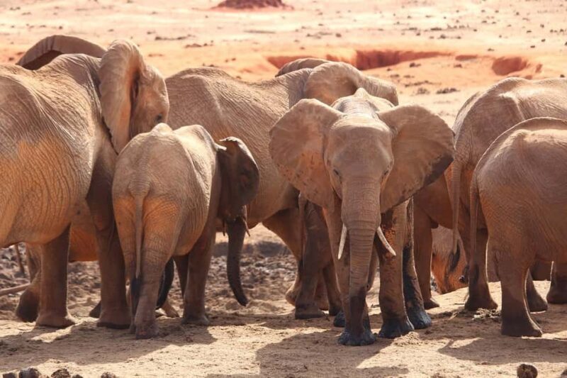 Day Tour of Tsavo East National Park from Mombasa/Diani - FAQ