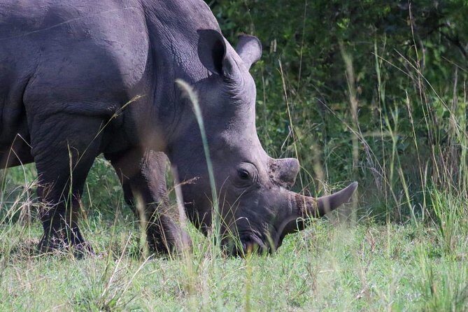 Day Tour Of Ziwa Rhino Sanctuary and Wildlife Ranch - ZIWA RHINO TREKKING - A Detailed Look at the Ziwa Rhino Sanctuary Day Tour