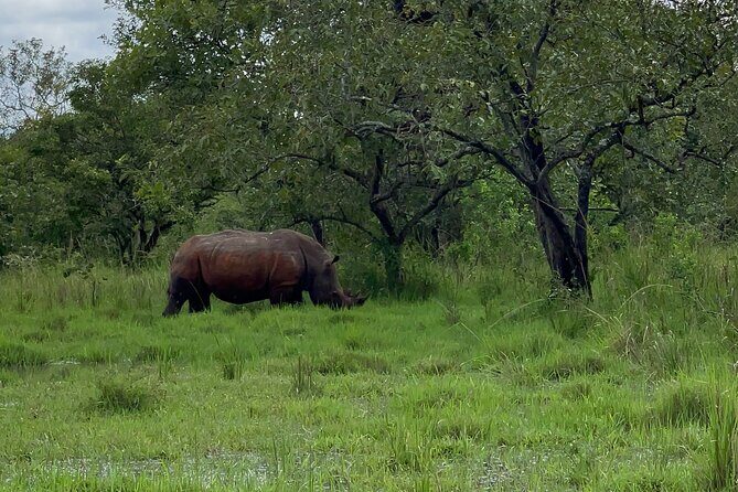 Day Tour Of Ziwa Rhino Sanctuary and Wildlife Ranch - ZIWA RHINO TREKKING - The Practicalities: What You Need to Know