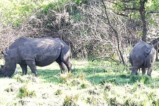 Day Tour Of Ziwa Rhino Sanctuary and Wildlife Ranch - ZIWA RHINO TREKKING - Authentic Experiences Reported by Travelers