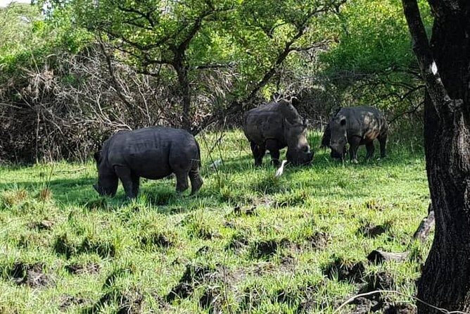 Day Tour Of Ziwa Rhino Sanctuary and Wildlife Ranch - ZIWA RHINO TREKKING - FAQs