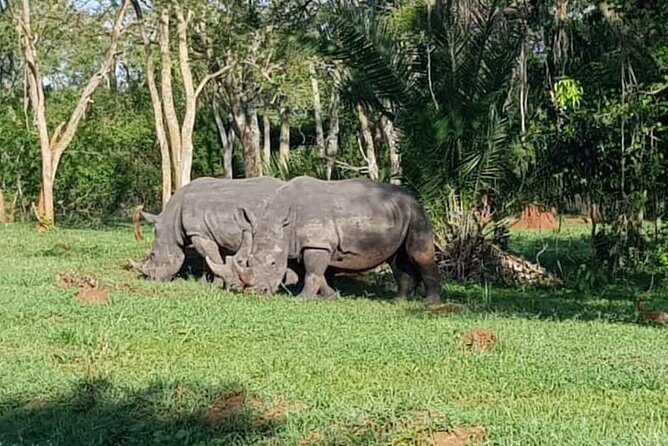 Day Tour Of Ziwa Rhino Sanctuary and Wildlife Ranch - ZIWA RHINO TREKKING - Final Thoughts