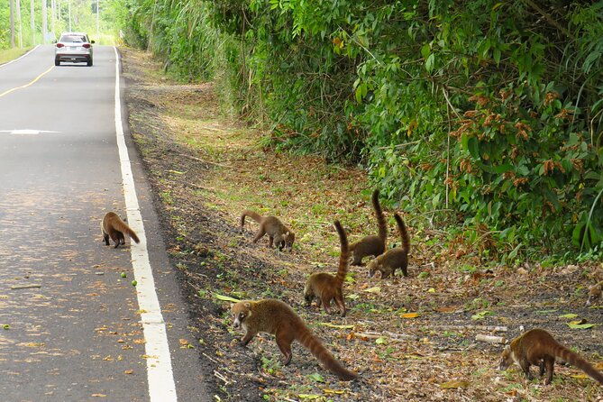 day-tour-rainforest-san-lorenzo-fort-and-the-panama-canal