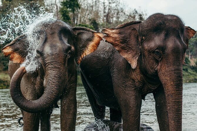 Day Tour Small Group Elephant Sanctuary and Fun Sticky Waterfall - Key Points