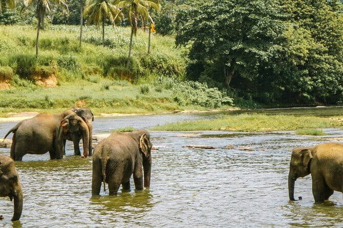 Day Tour Small Group Elephant Sanctuary and Fun Sticky Waterfall - A Detailed Look at the Experience