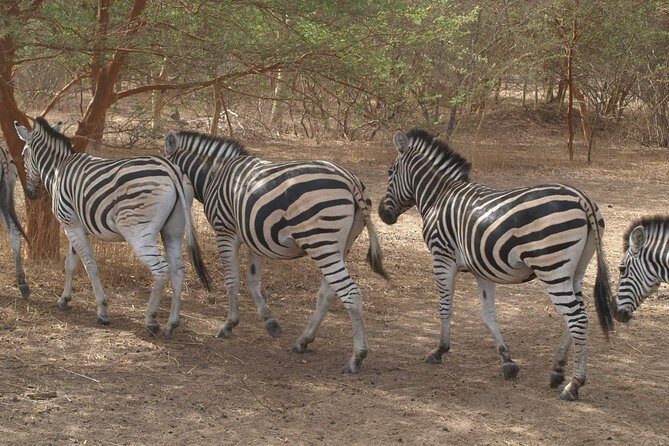 Day tour Somone lagoon and Bandia park Safari - Key Points