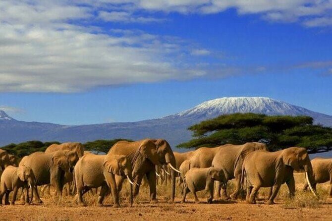 Day Tour to Amboseli National Park - Key Points
