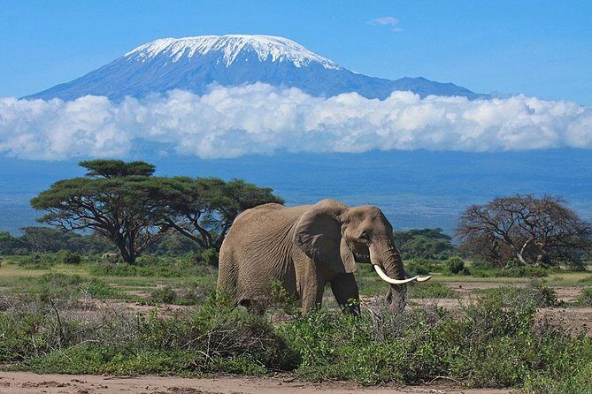 Day Tour to Amboseli National Park - In-Depth Review of the Amboseli Day Trip