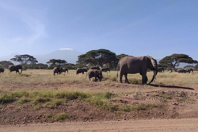 Day Tour to Amboseli National Park - Authentic Experiences and Tips