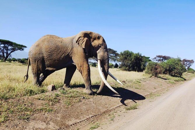 Day Tour to Amboseli National Park - The Sum Up: Who Should Book This Tour?