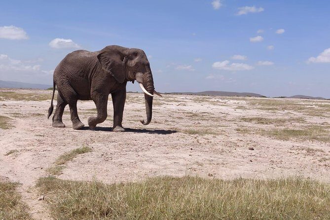 Day Tour to Amboseli National Park - Frequently Asked Questions