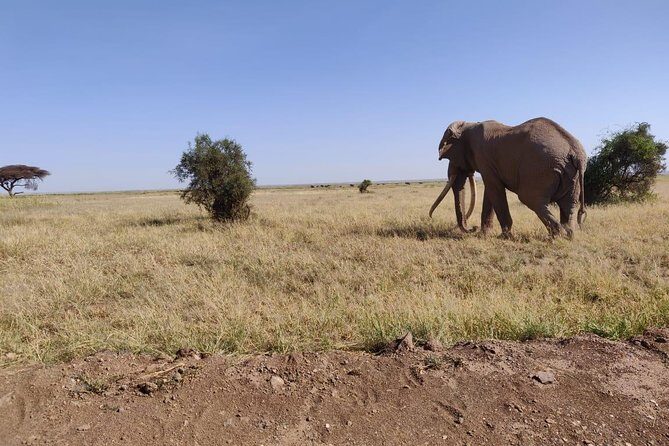 Day Tour to Amboseli National Park - Final Thoughts