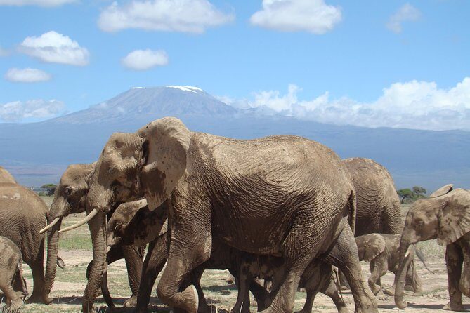 Day tour to Amboseli national park - Key Points