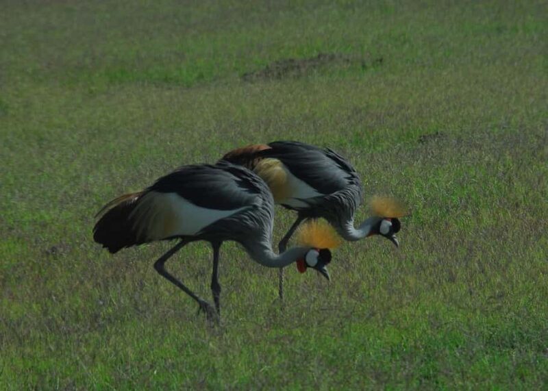 Day tour to Amboseli National Park - Who Should Book This Tour?